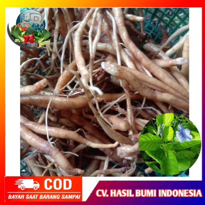 

Akar pohon daun kencana ungu 100gram organik depetik dadakan