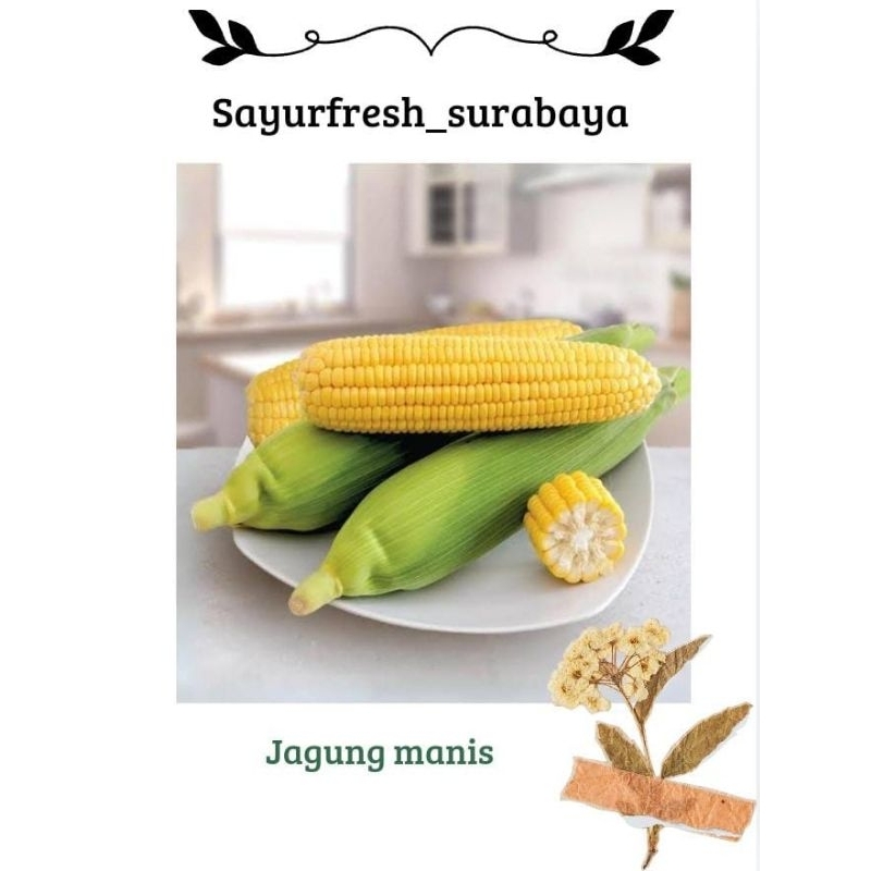 

Jagung manis isi 2 / 3