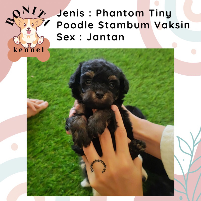 Fawn Apricot Tiny Toy Poodle Stambum Anakan Anjing Poodle Putih