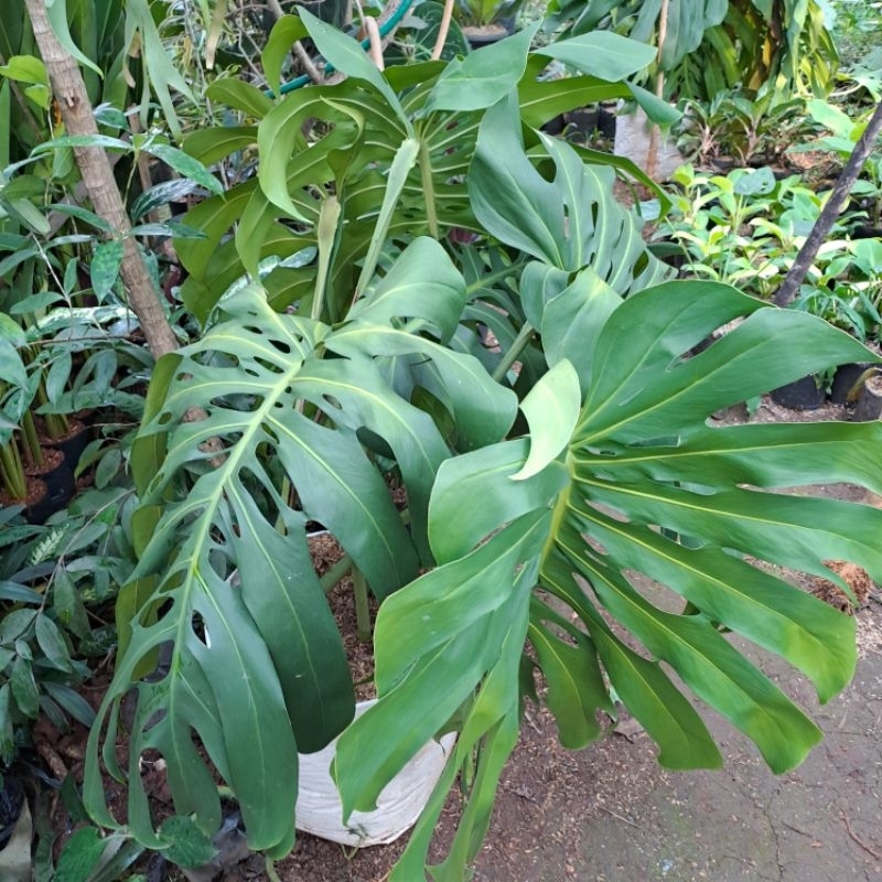 MONSTERA KING JUMBO (MONSTERA BIG)