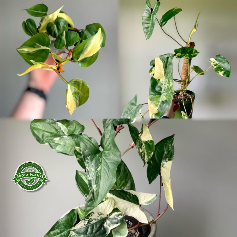 Paket Hemat 3 Jenis Tanaman Hias Sirih Brazil - Syngonium Albo Variegata - Philodendron Burlemarx Va