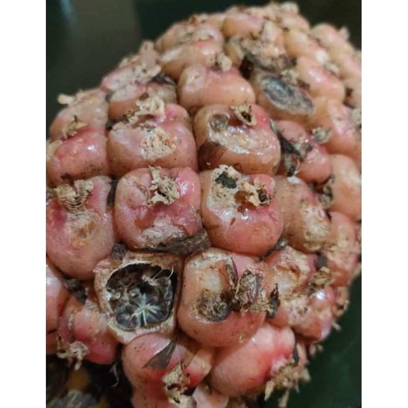 

Asam Buah Kecombrang /Kaloko Patikala