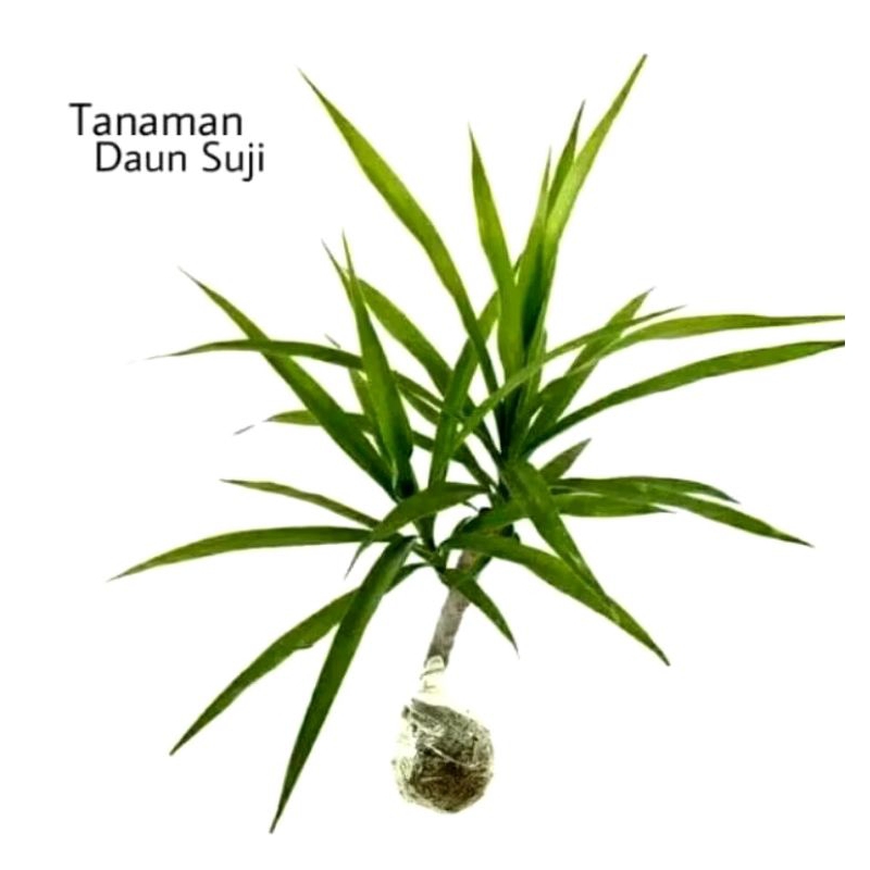 Tanaman herbal daun Suji/ tanaman daun suji
