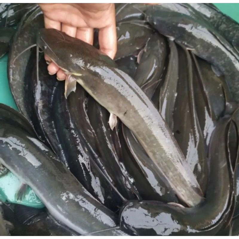 

IKAN LELE SEGAR 1KG