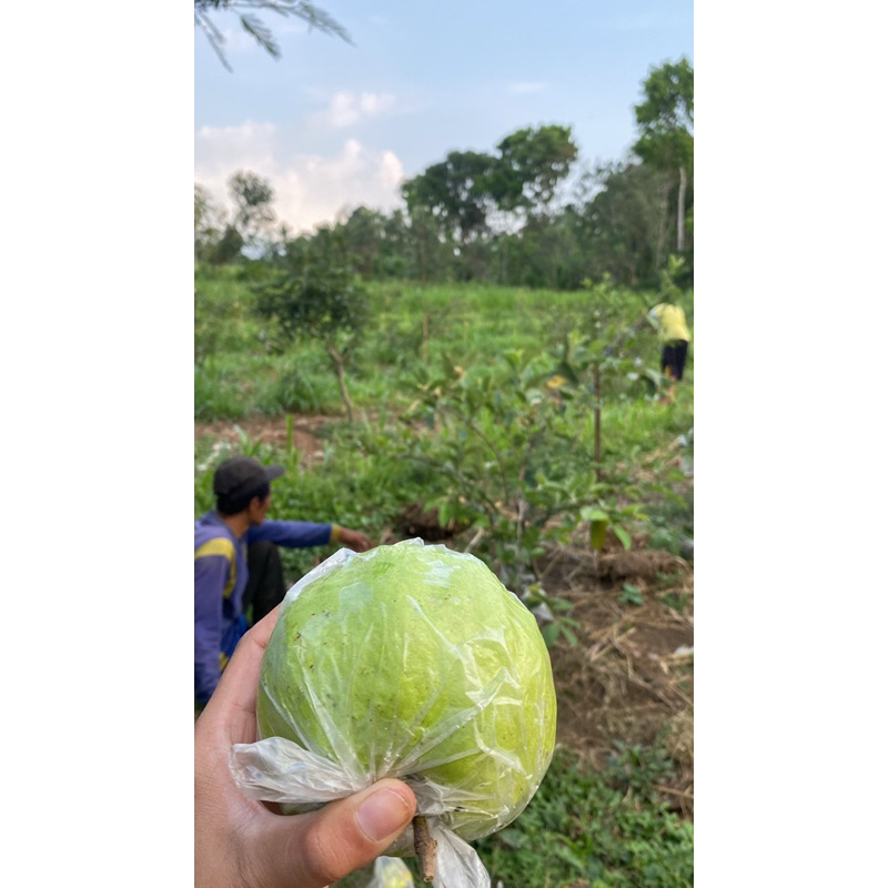 

Jambu Klistal tanpa biji 1kg