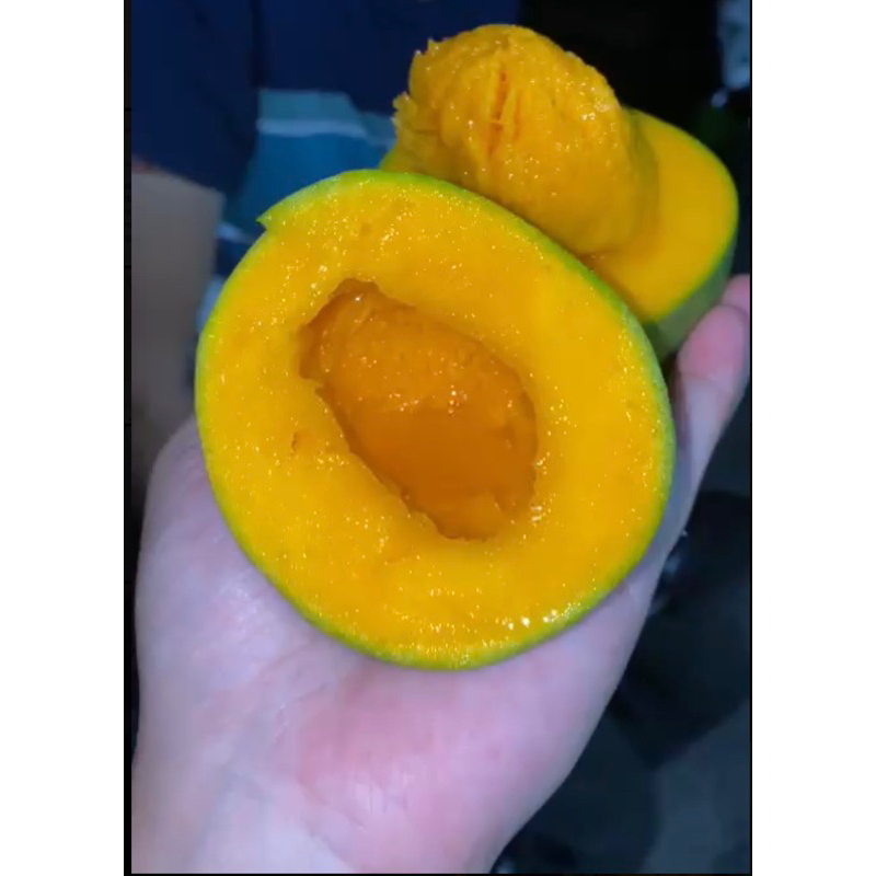 

MANGGA ALPUKAT