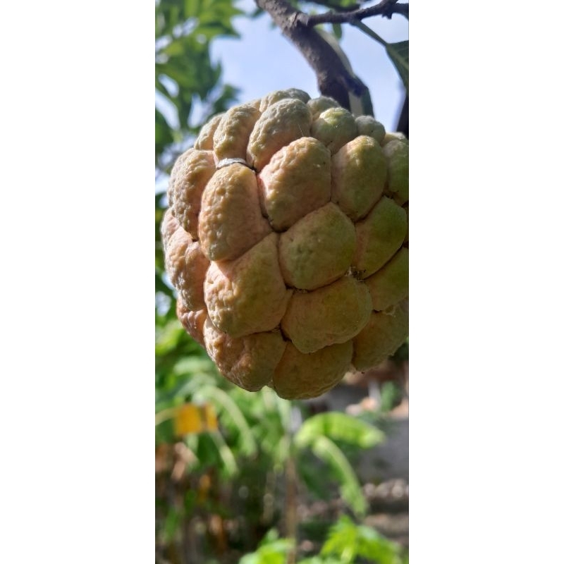 

Buah Srikaya Mengkal Tua Fresh dr Pohon 500gr