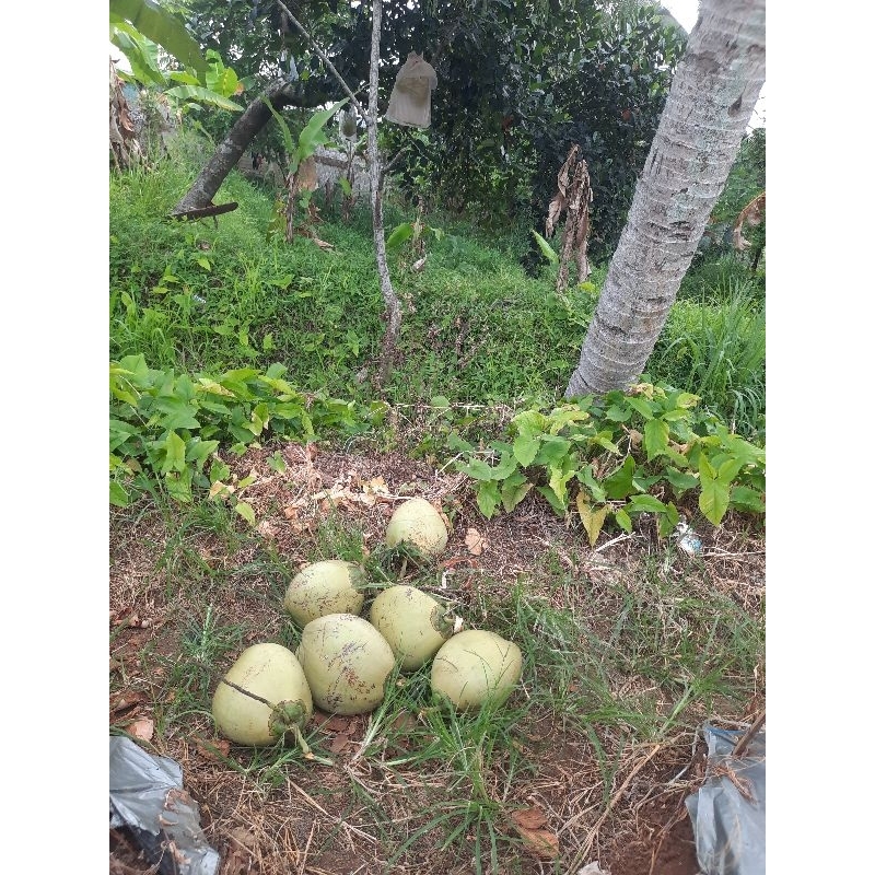 

kelapa muda hijau