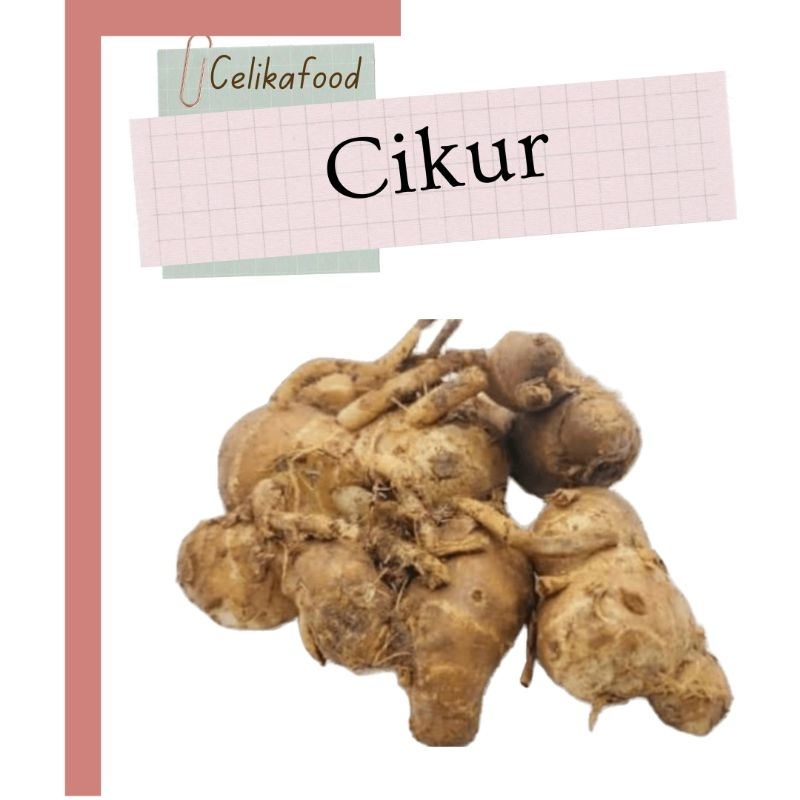 

Kencur Cikur 100gr Rempah Bumbu Masakan Fresh
