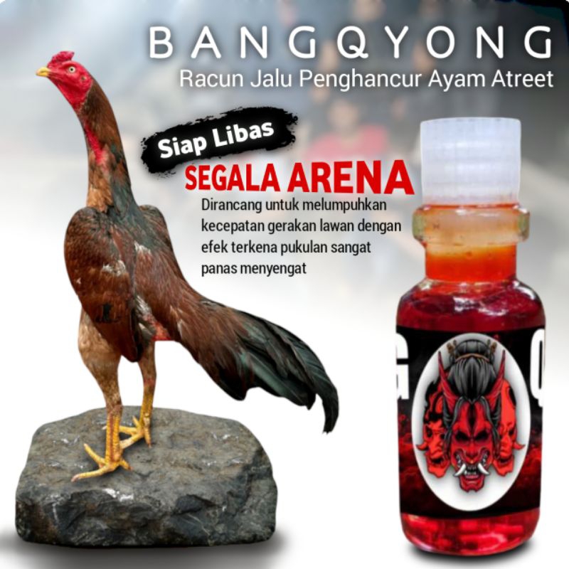Racun Ayam Asor Melibas pama