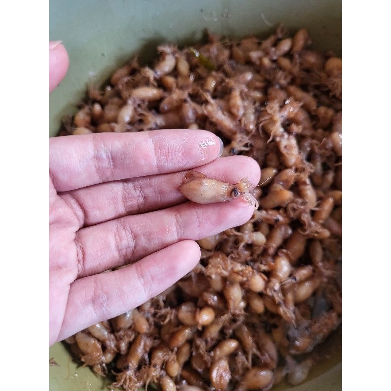 

sambel hijau baby cumi teluran