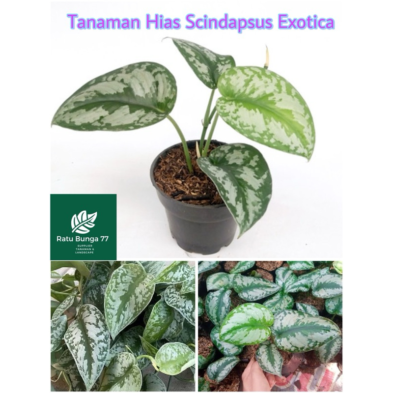 Tanaman hias Scindapsus exotica