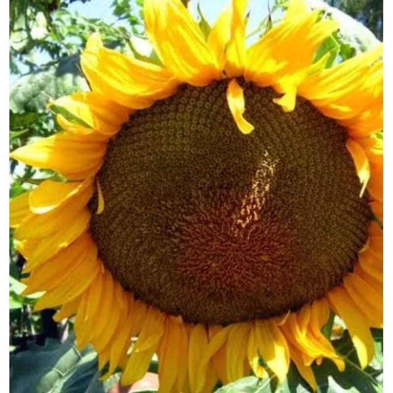 Biji bunga matahari jumbo kualitas import terbaik isi 50pcs