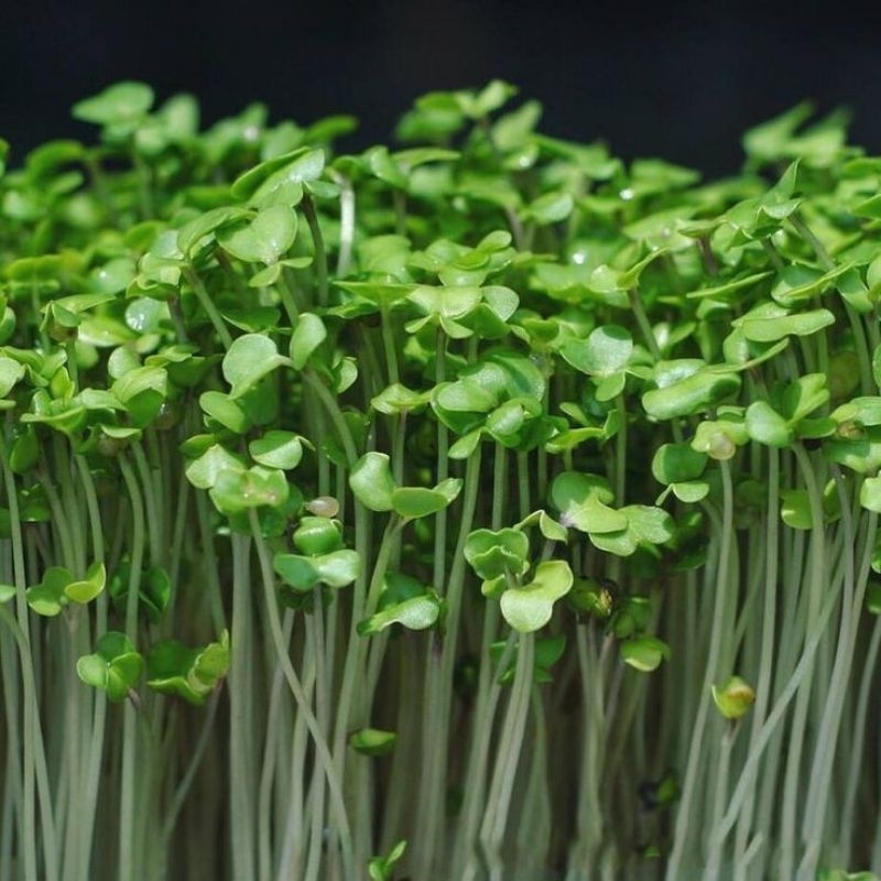 

SAYURAN MINI MICROGREEN PEA SHOT , 50 GRM