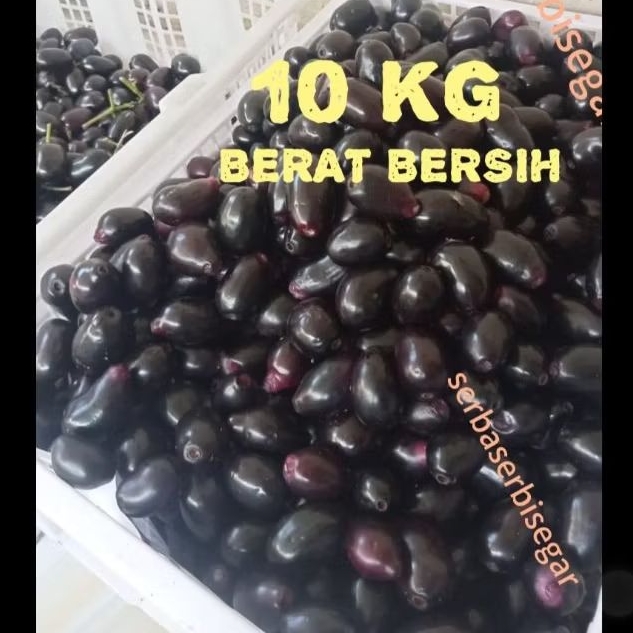 

JAMBLANG JUWET 10 KG BERAT BERSIH BUAH JAMBLANG JUWET