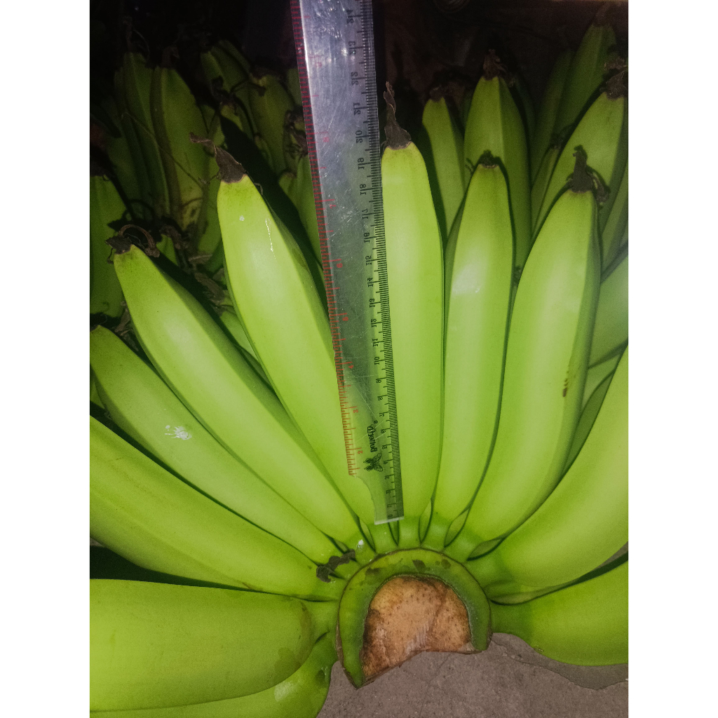 

Pisang Ambon Jumbo Satu Sisir isi 18 Buah