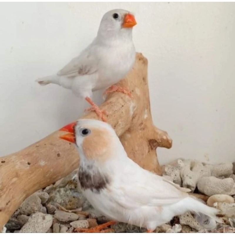 burung zebra finch putih aussie pilihan