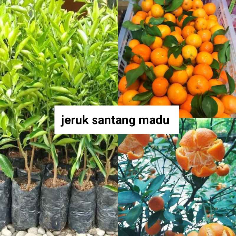 jeruk santang madu hasil okulasi