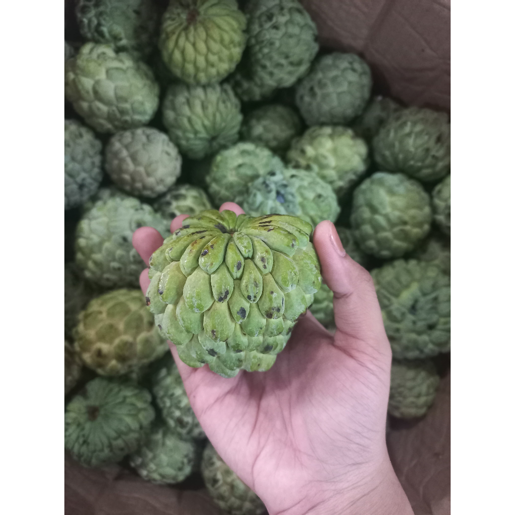 

SRIKAYA. SUGAR APPLE SRIKAYA MANIS ENAK WANGI SEGAR.