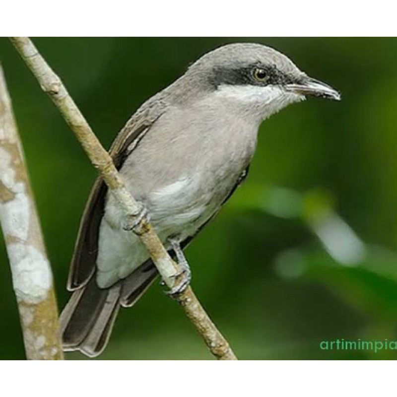 JINJING PETULAK KALIMANTAN RAJIN BUNYI