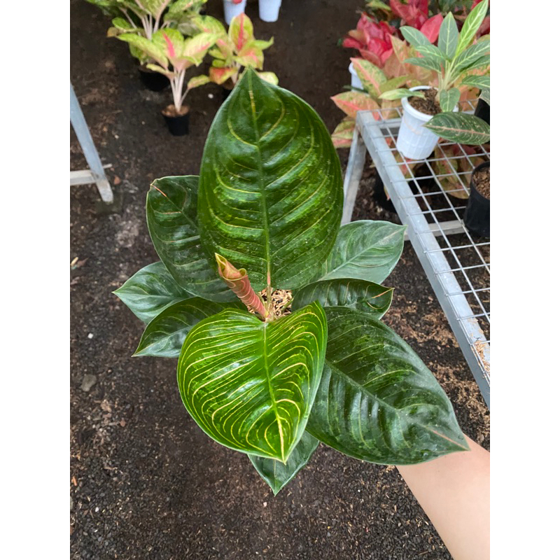 Aglaonema Kresna Black Jumbo