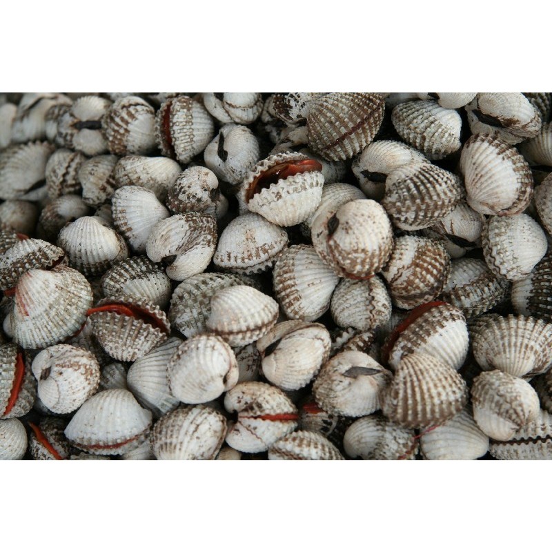 

Kerang MTF Kerang Dara @250Gram,500Gram - 1 KG