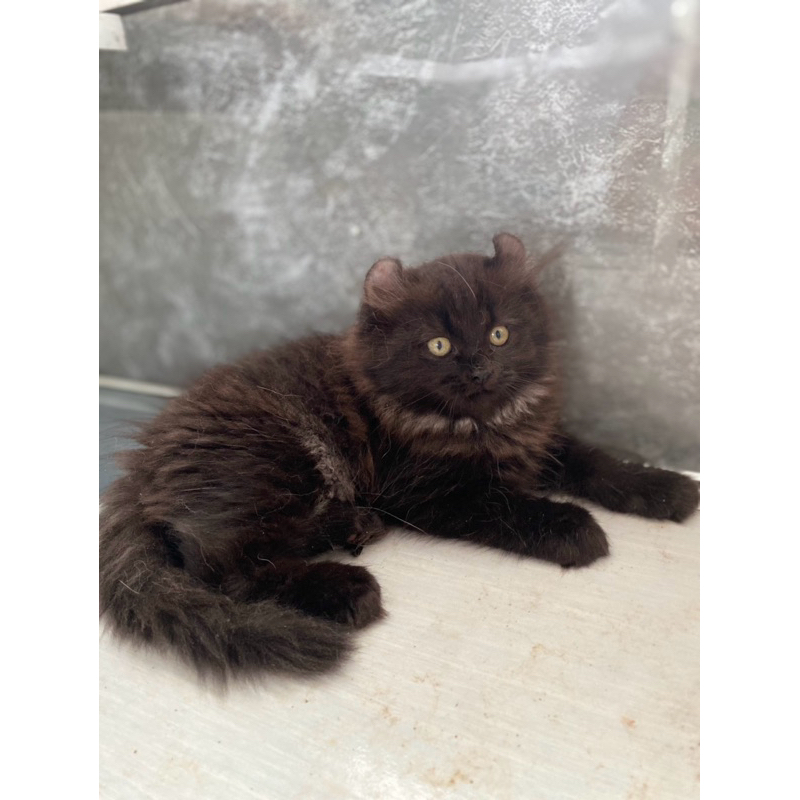 kitten american curl