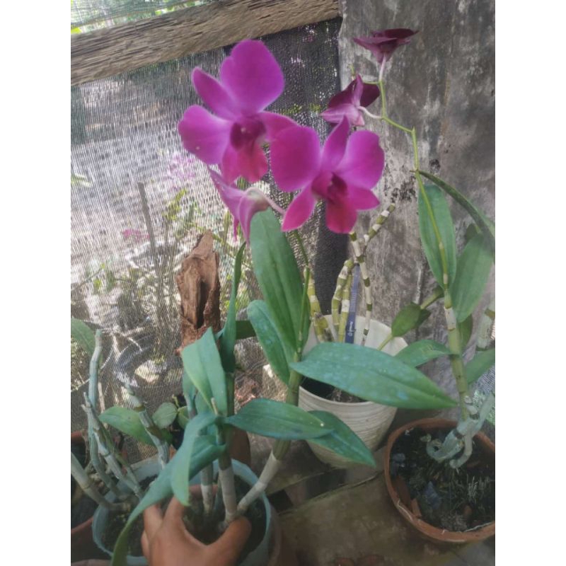 anggrek dendro berbunga