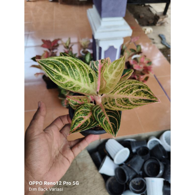 Tanaman Hias Bunga Aglaonema Aglonema Maes Swara / Maeswara