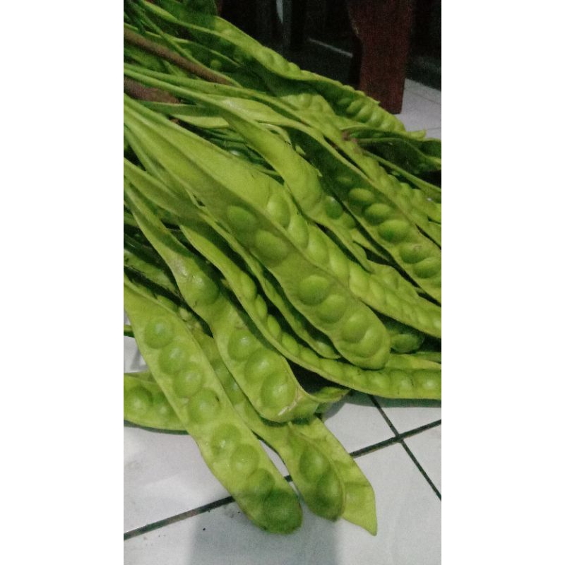 

PROMO AMBYAR PETTE ISI 10Papan