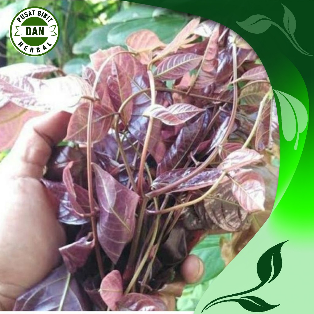 

JUAL DAUN JENGKOL MUDA PILIHAN 30 LEMBAR - pusat bibit dan herbal
