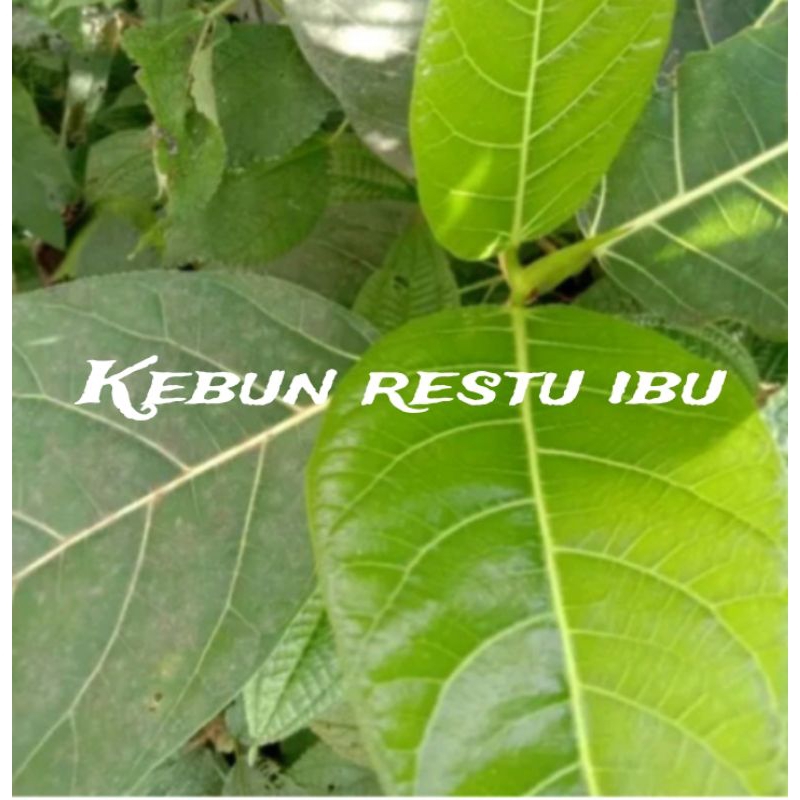 

Ready daun awar-awar segar 200gr