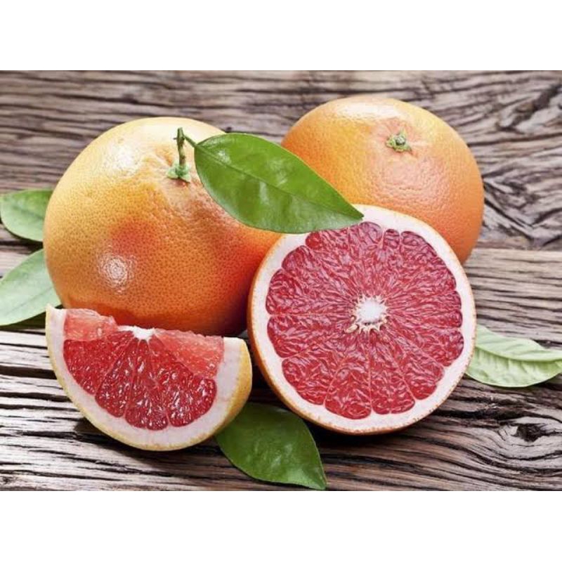 

Bibit Buah jeruk Bali dijamin VALID 100%