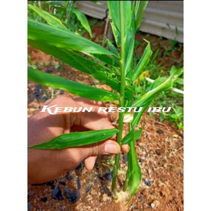 Bibit tanaman jahe gajah siap tanam