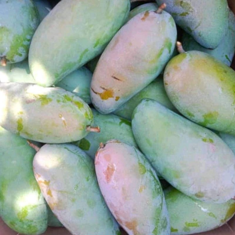 

PROMO Mangga Kiojay Thailand SUPER GRADE A 2 KG