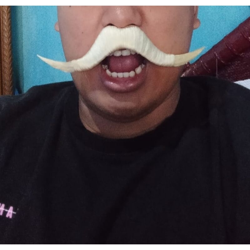Kumis Warok Kumis Uwel Putih dan Semu Tanah