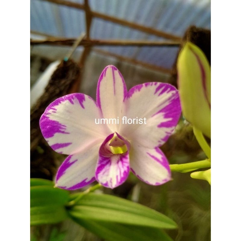 anggrek enobi splash