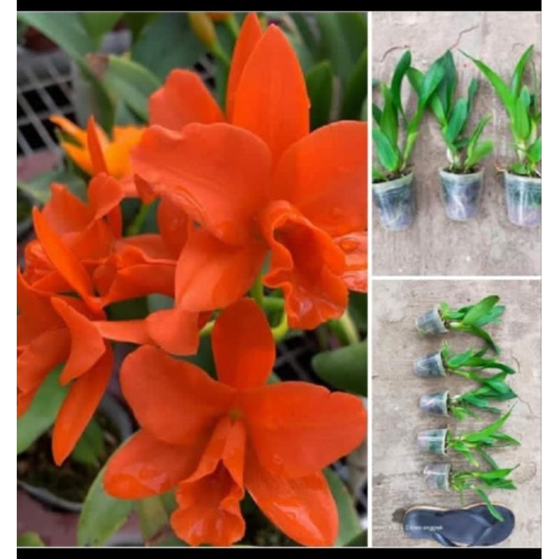 Promo Anggrek Cattleya Remaja