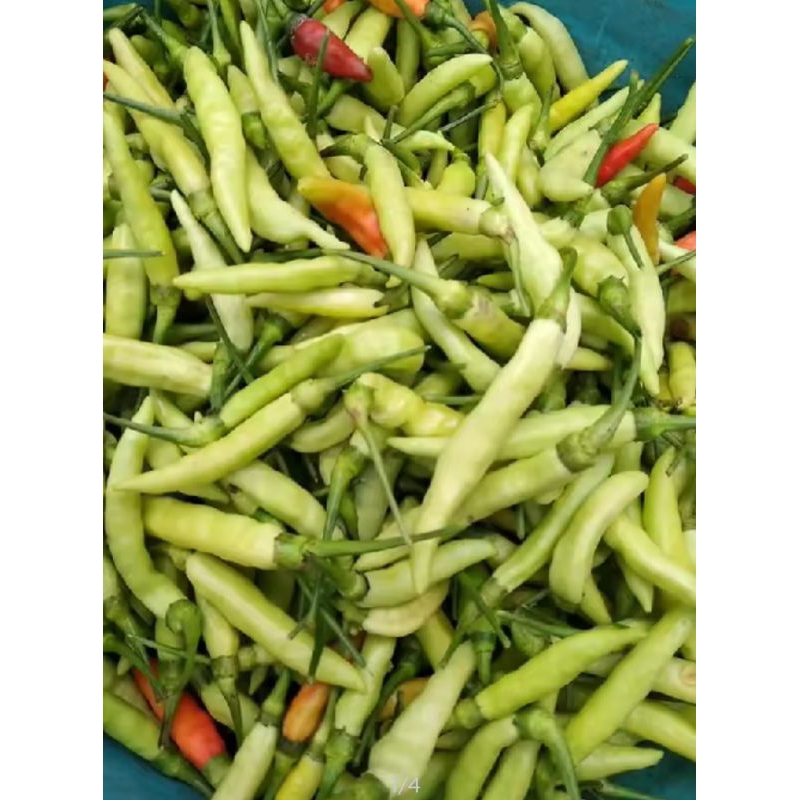 

lombok cabe cabai rawit caplak hijau 1/2 kg