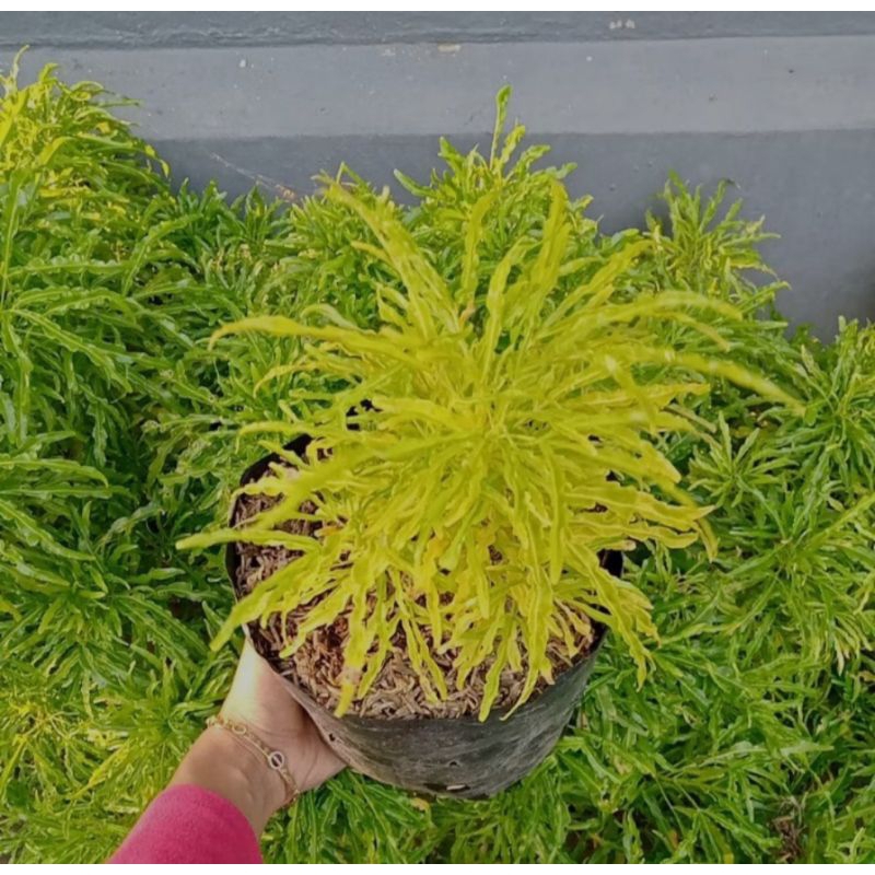 Tanaman Hias Brokoli Kuning / Bunga Hias Brokoli Kuning