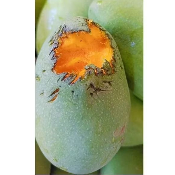 

Mangga Harum Manis Masak Pohon Asli JRD 25, 1 kardus Berat 5 kg