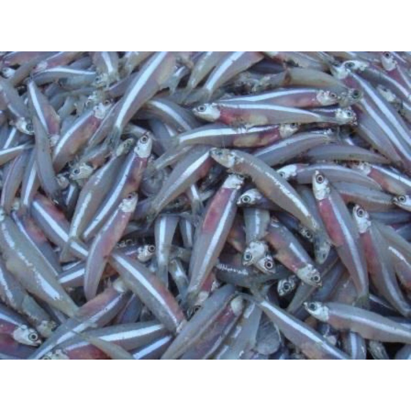 

Ikan Teri-Mairo Asli Baru Berkualitas