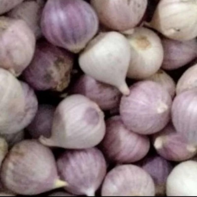 

Bawang Putih Tunggal/Bawang Lanang Kulit Warna Ungu Fresh 500 gram