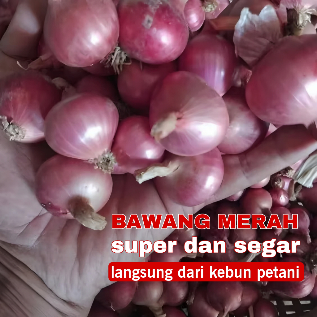 

Bawang merah segar langsung dari kebun petani - Bawang merah lokal Garut kualitas terbaik