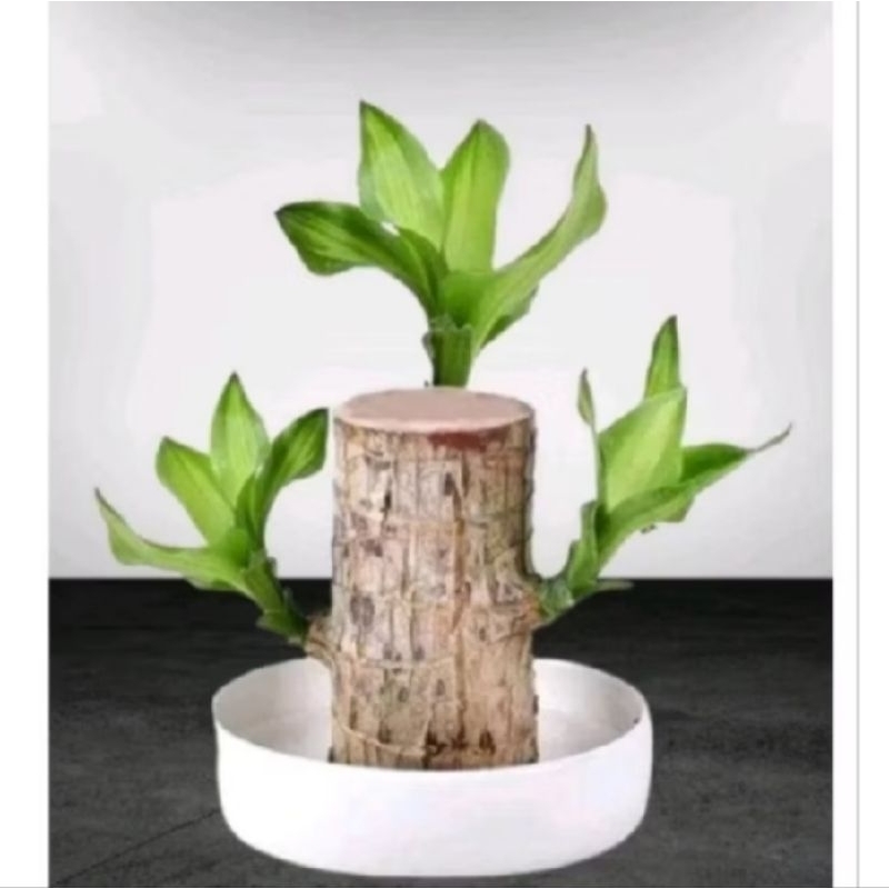 Bibit batang bahan bonsai ( hanya batang saja)