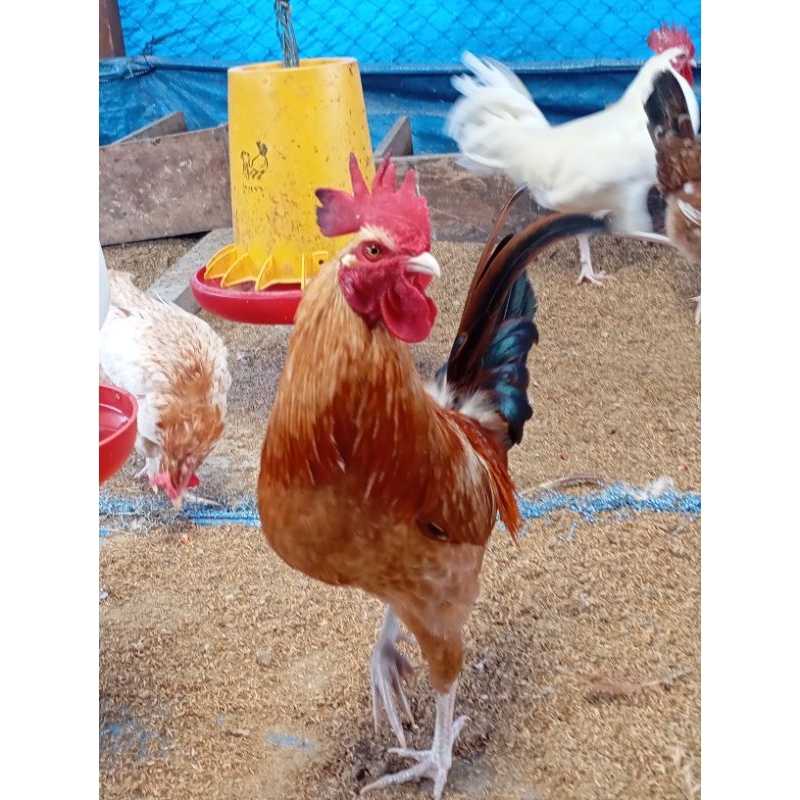 TELUR FERTIL AYAM ELBA ORI - GALUR MURNI - TELUR TETAS AYAM ELBA