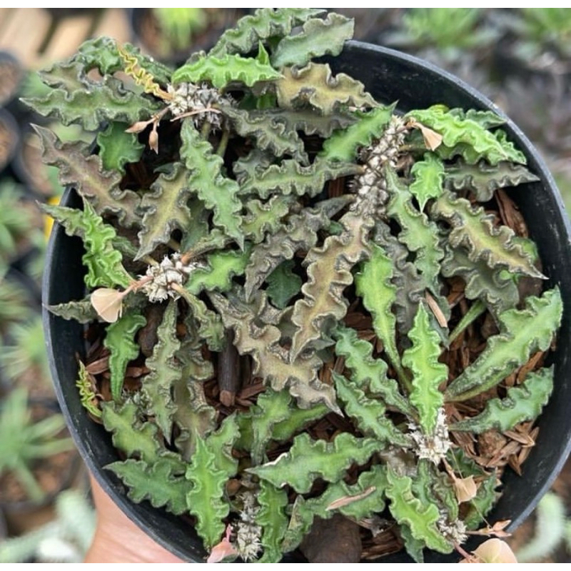 Euphorbia Decaryi