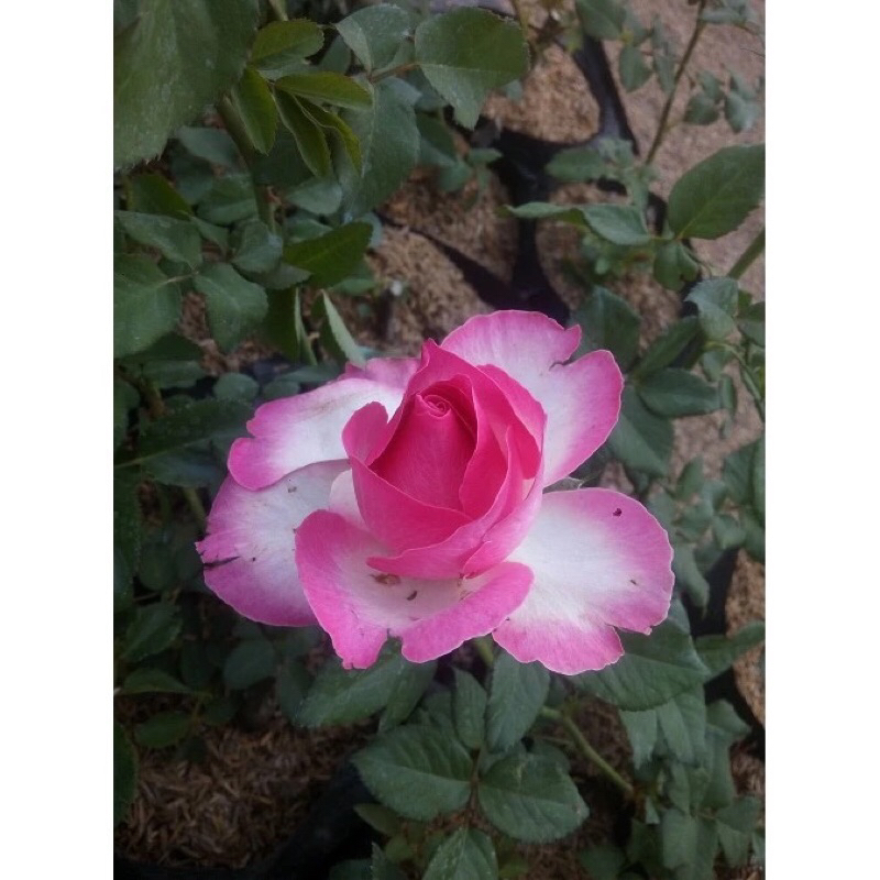 BIBIT BUNGA MAWAR HIDUP WARNA CANDY PINK