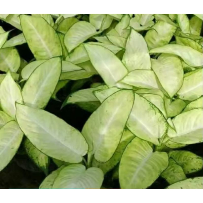 tanaman hias aglonema tisu putih