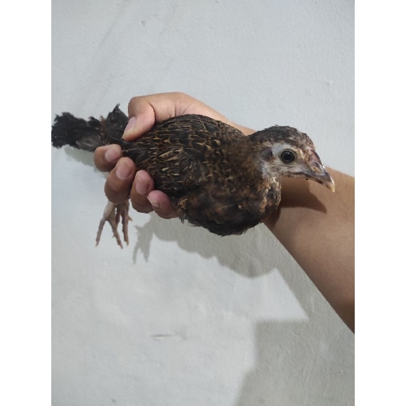 ayam hutan hijau jantan